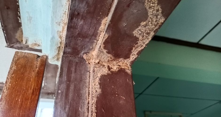 Signs and Symptoms of Termite Infestation (2)