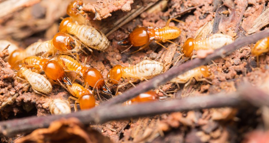 Signs and Symptoms of Termite Infestation