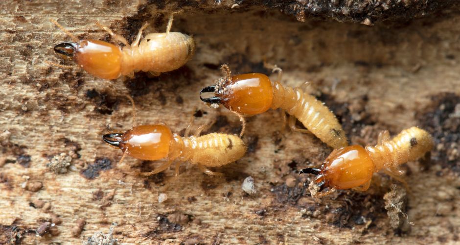 What Do Termites Bites Look Like