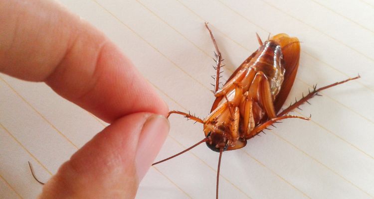 Cockroach Infestations – Signs, Risks, and Solutions