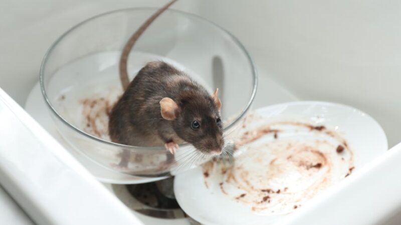 How to Get Rid of Mice from House