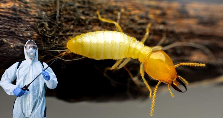 Expert Guide on How to Get Rid of Termites in Home